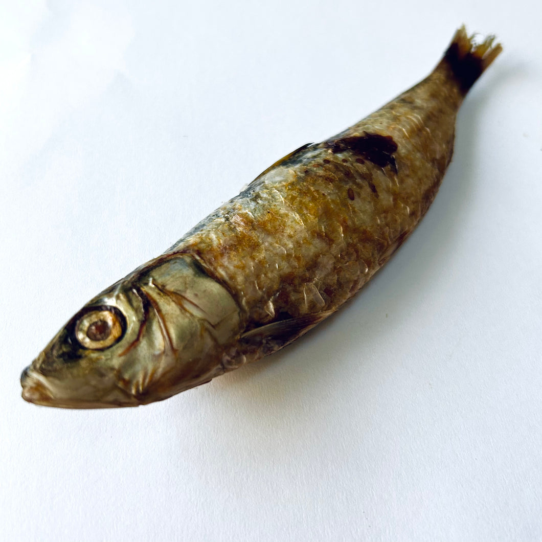 Dehydrated Pilchard